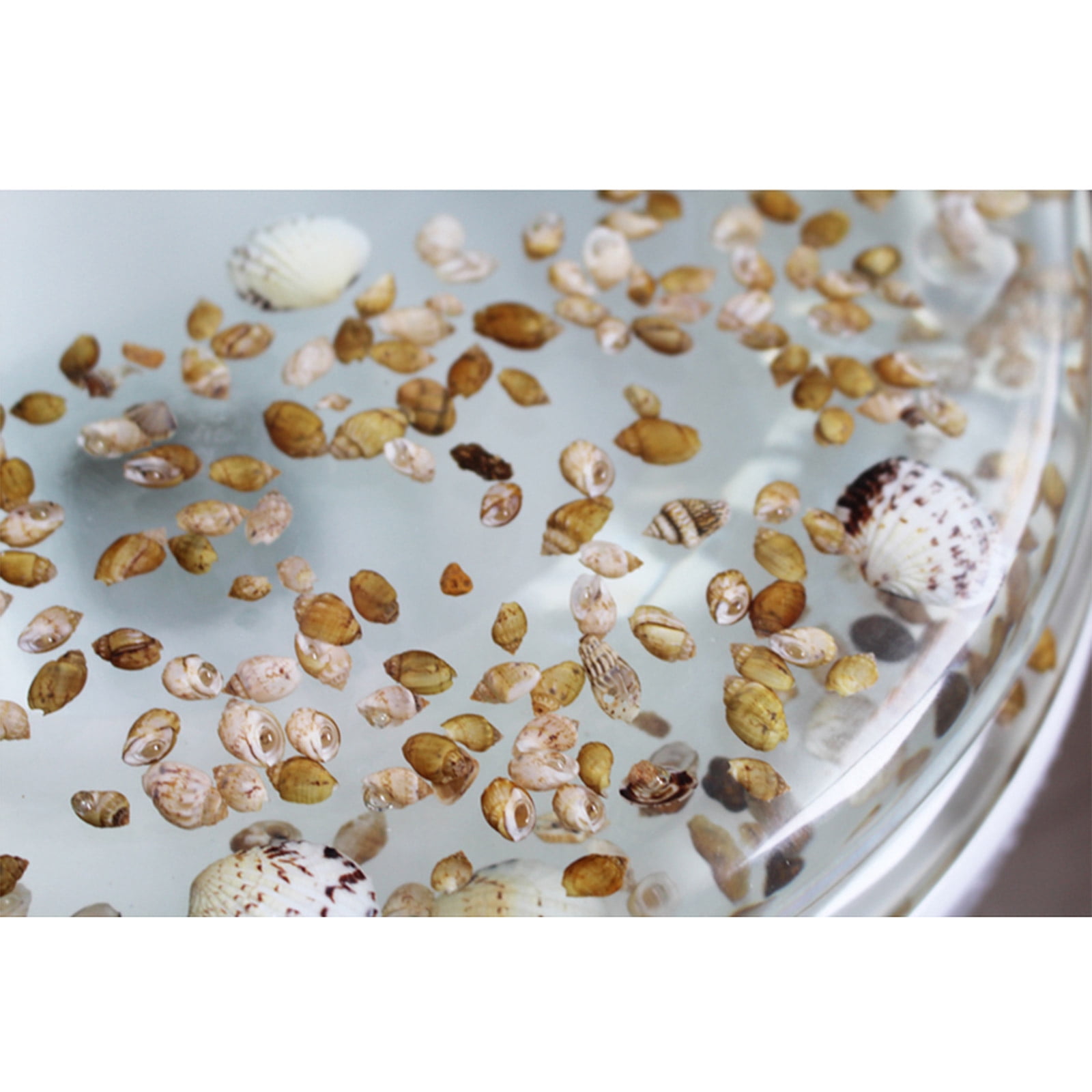 TOOL1SHOoo Toilet Seat Sea Shell Resin Silent Close Toilet Hinges Bathroom Deco  with Seashells Cover U/V Shape Elongated Toilet Seats Bathroom Decor Easy Clean and Install 16.5 Inch