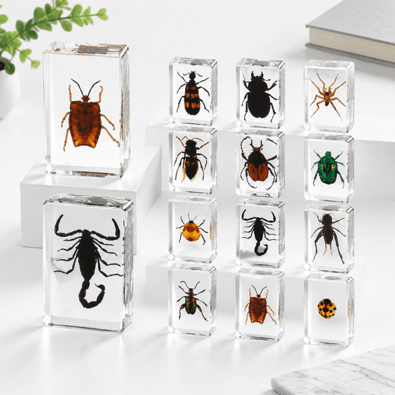 12ect In Specimenerflys Collection Paperweights 12 Styles Real Kit Preserved For Scientifical Display Supplies (insect)