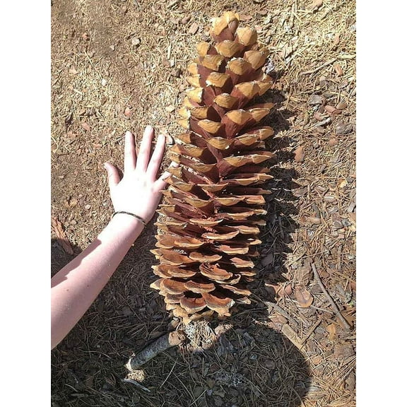 Giant Sugar Pine Tree Seeds for Planting - Produces The Largest Pine Cones on The Planet