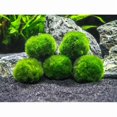 thumbnail image 2 of 10 Marimo Moss Balls 2.5 cm, Simulated Green Algae Ball, 2 of 5