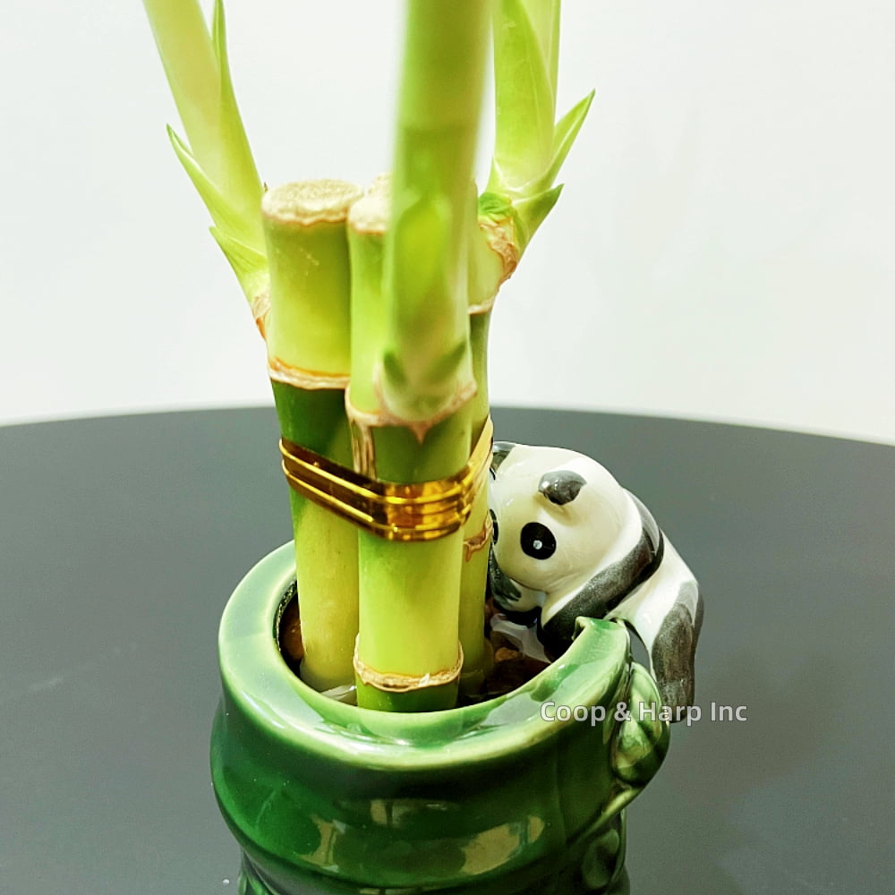 Coop & Harp 3-Stalk 6" Lucky Bamboo Live Indoor Plant with Ceramic Panda Vase, Live Indoor Lucky Bamboo For Home and Office