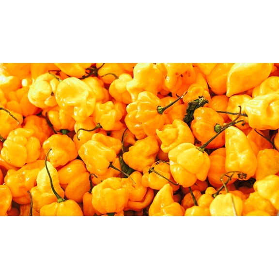 40 Seeds Yellow SCOTCH BONNET PEPPER very hot Jamaican Capsicum Annuum Vegetable