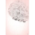 thumbnail image 2 of Fay, Mela 17x24 White Modern Wood Framed Museum Art Print Titled - Hydrangea, 2 of 4