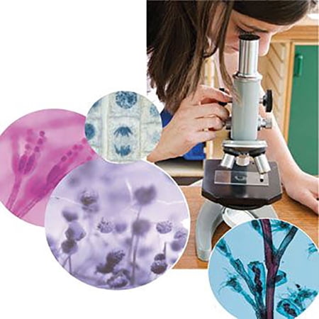 Beginner s Biology Microscope Slide Set price history on PriceWatchPro
