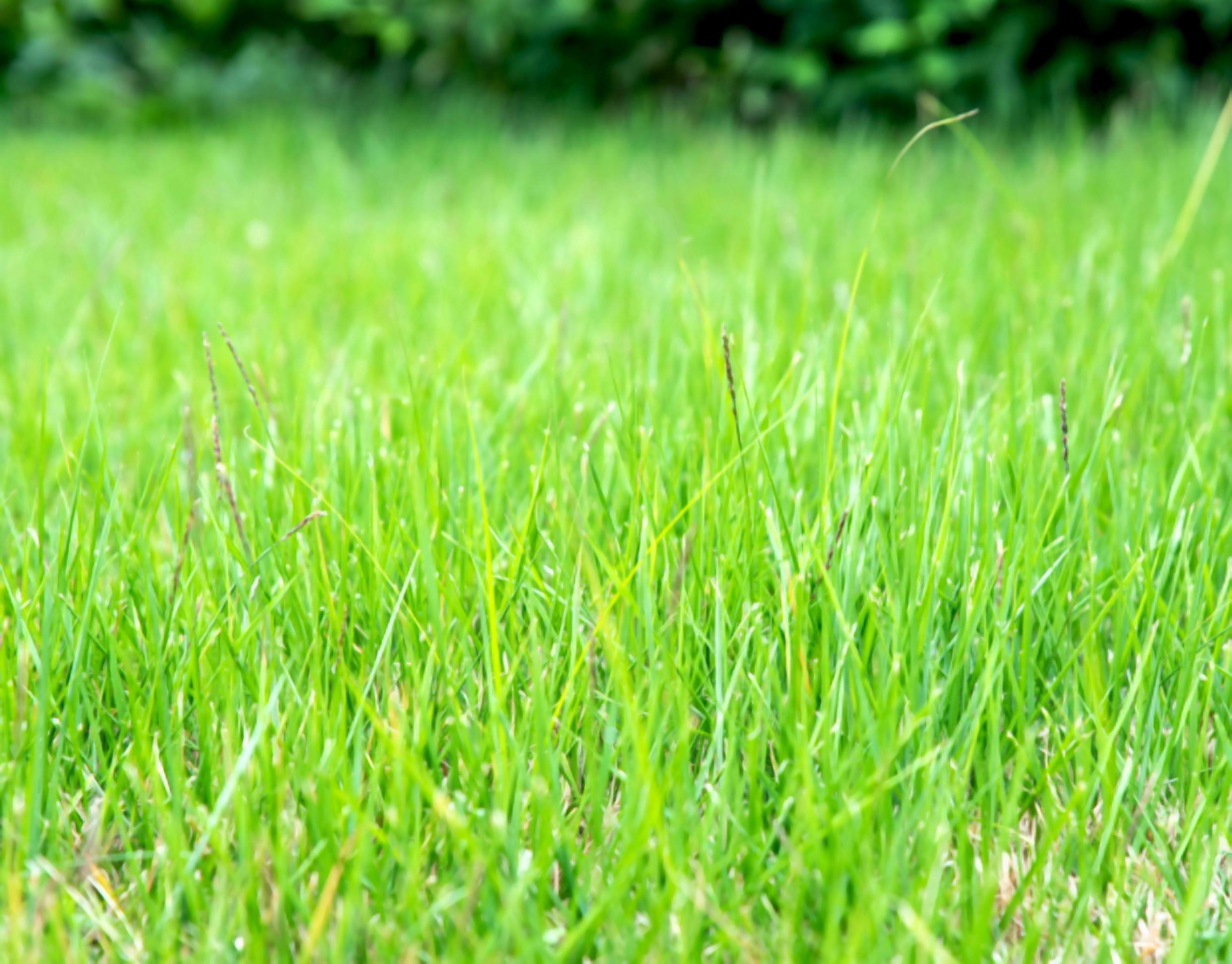 5000 Seeds Emerald Zoysia Grass Seeds for Planting, Zenith Zoysia Seeds for Lawn, Easy to Grow