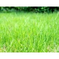 thumbnail image 2 of 3000 Seeds Emerald Zoysia Grass Seeds for Planting, Zenith Zoysia Seeds for Lawn, Easy to Grow, 2 of 6