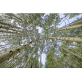 thumbnail image 2 of Jaynes Gallery 14x11 Gold Ornate Wood Framed with Double Matting Museum Art Print Titled - USA-Colorado-Gunnison National Forest Looking up at aspen trees, 2 of 4