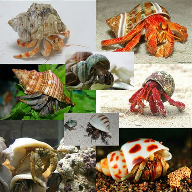 Eastvita 11pcs Hermit Crab Shells Medium Small Growth Turbo Seashells Sea Shell For Hermit Crabs Other