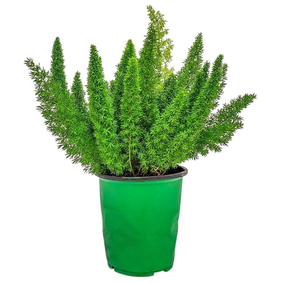 Tropical Plants of Florida 12" to 14" Foxtail Fern Plant; Asparagus Fern, Sword Fern, Partial Shade