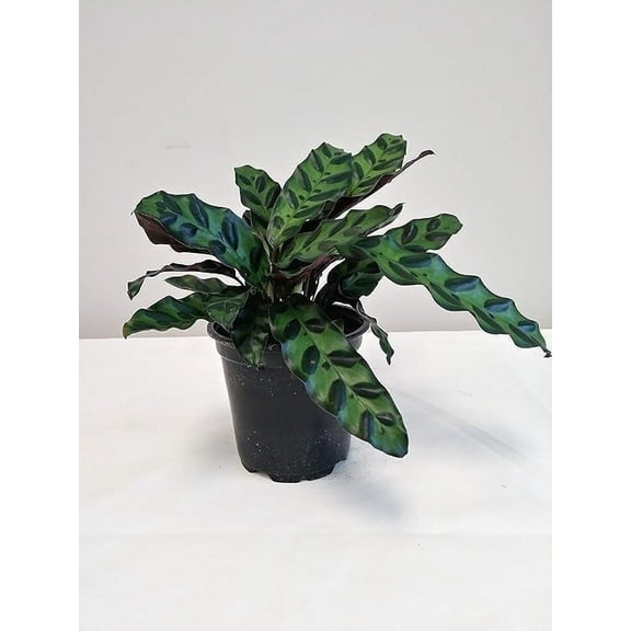 4" Live Rattlesnake Plant - 4 Inch Plant
