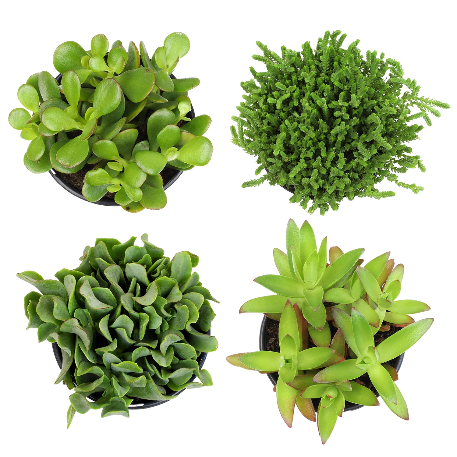Element by Altman Plants Crassula Jade Easy Succulent 4-Pack; 1qt. Grower Pots; Full Sun