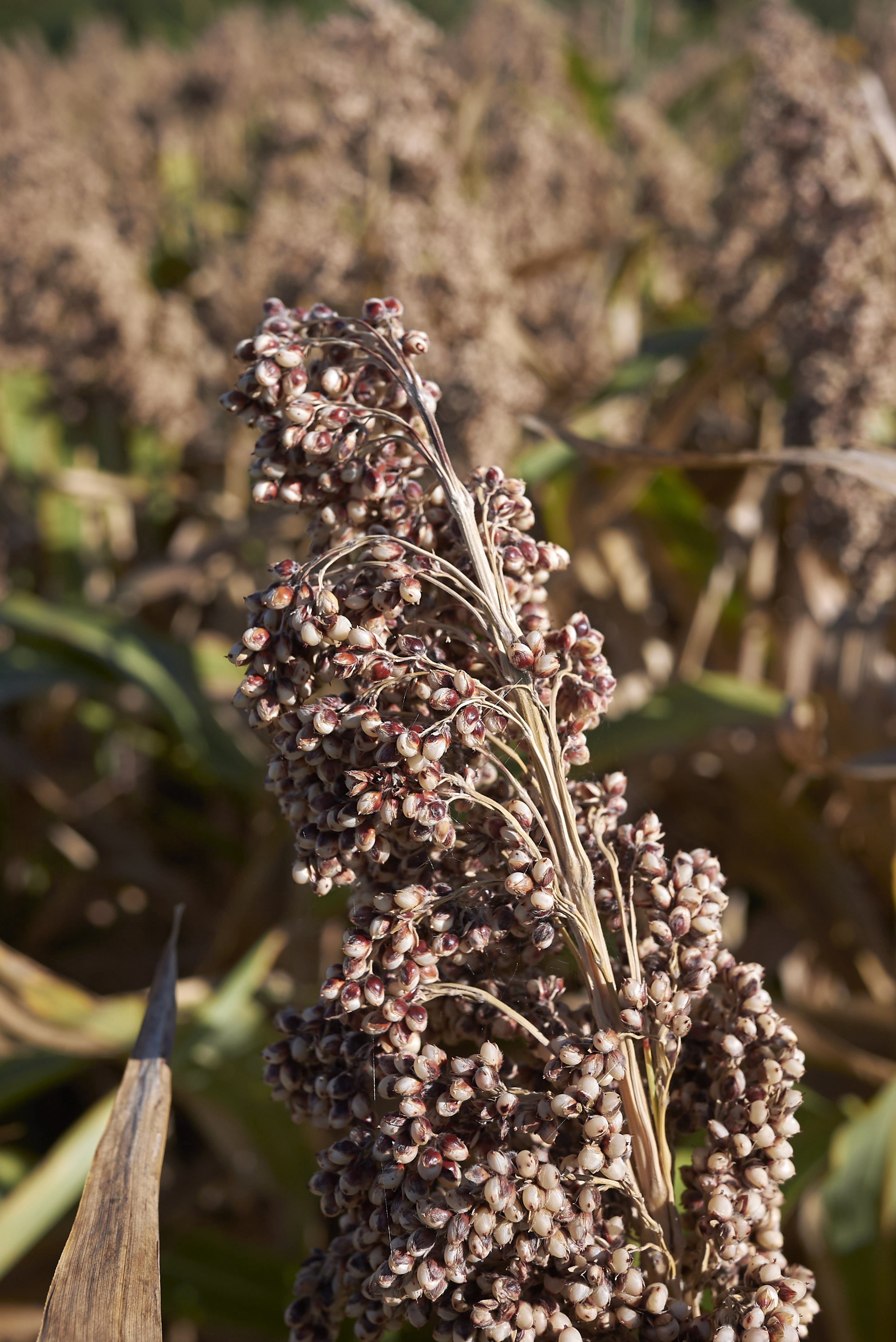 Hale Habitat & Seed Grain Sorghum Food Plot Seed, 5 lbs