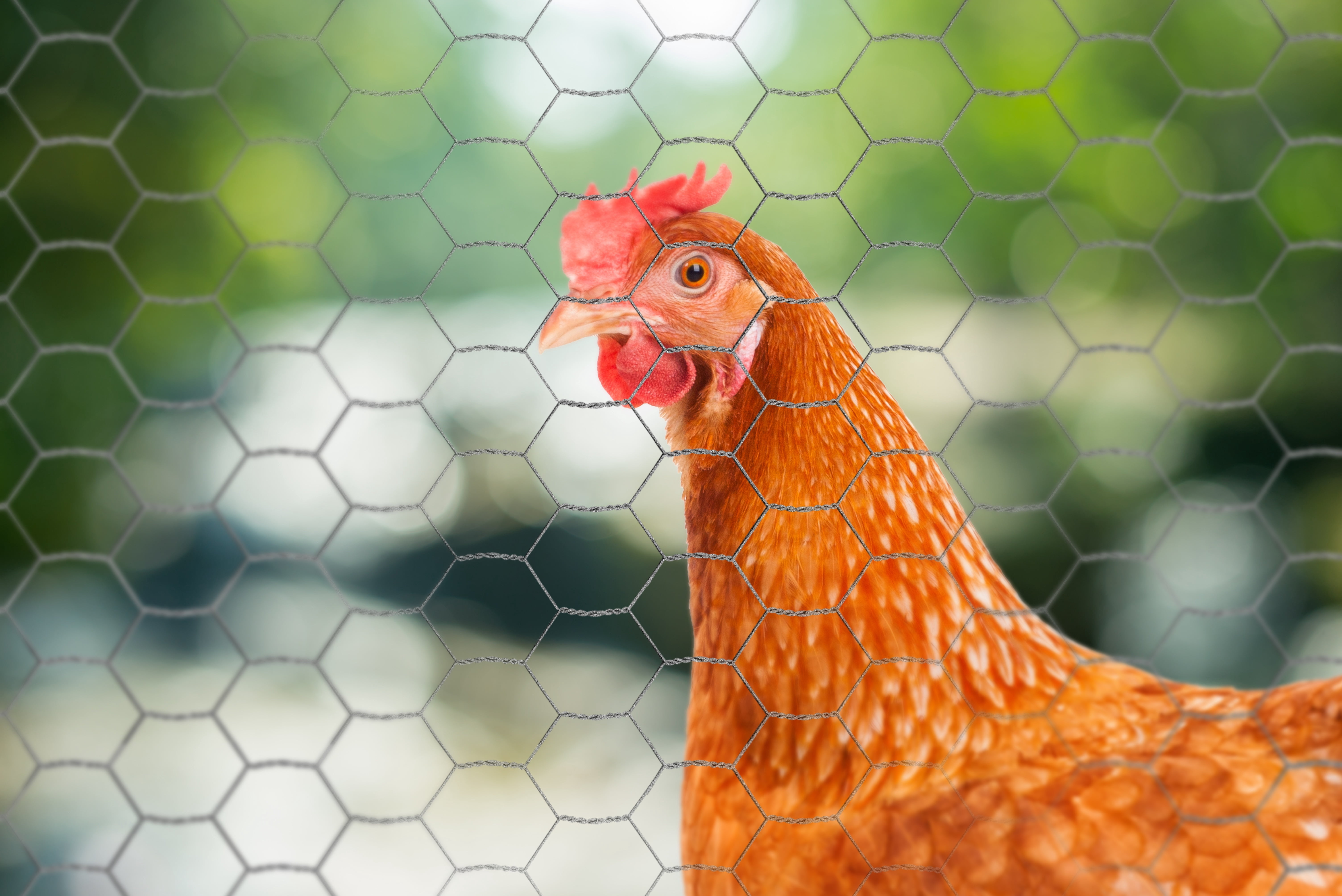 YardGard 12" x 150’ 1 inch Mesh Hexagonal Poultry Netting Wire Fence