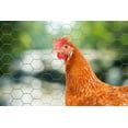 thumbnail image 4 of YardGard 12" x 150’ 1 inch Mesh Hexagonal Poultry Netting Wire Fence, 4 of 6
