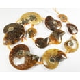 thumbnail image 2 of 12x14mm - 25x30mm Ammonite Fossil Pieces Graduated Beads For Jewelry Making, 2 of 6