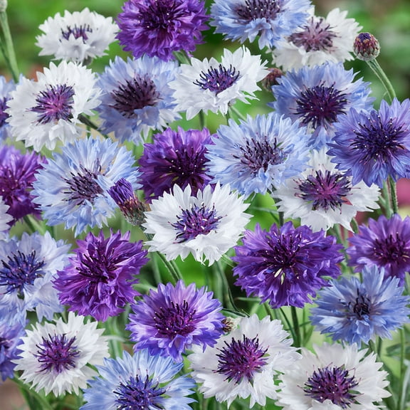 Cornflower Centaurea Cyanus Fantastic Mix AKA Bachelor's Button Flower Seeds - 500 Seeds