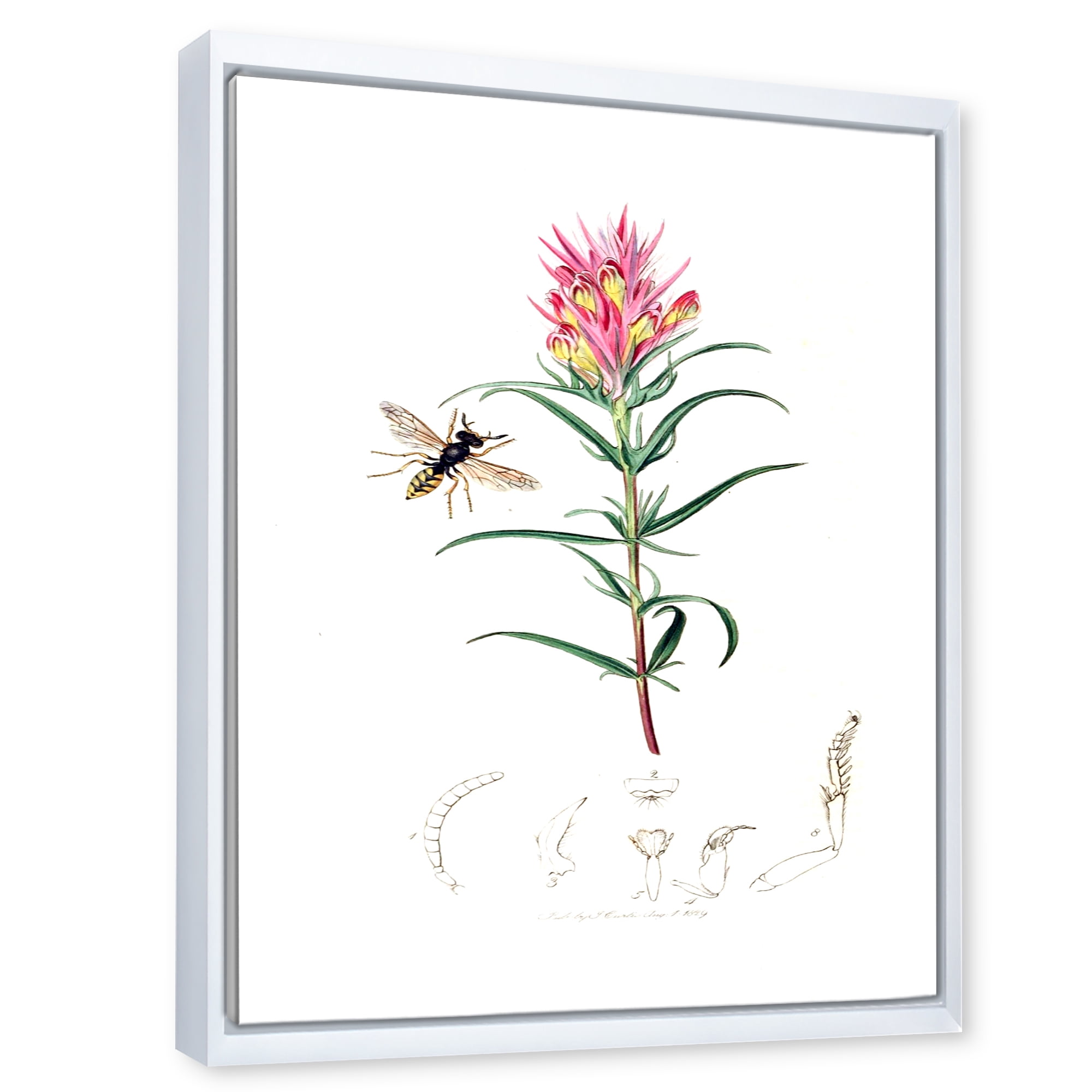 Designart 'Ancient Insects and Plants I' Farmhouse Framed Canvas Wall Art Print