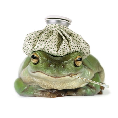 - Fl6514 Natural Moments Photography Frog With Water Bottle On Head And Thermometer In Mouth PosterPrint