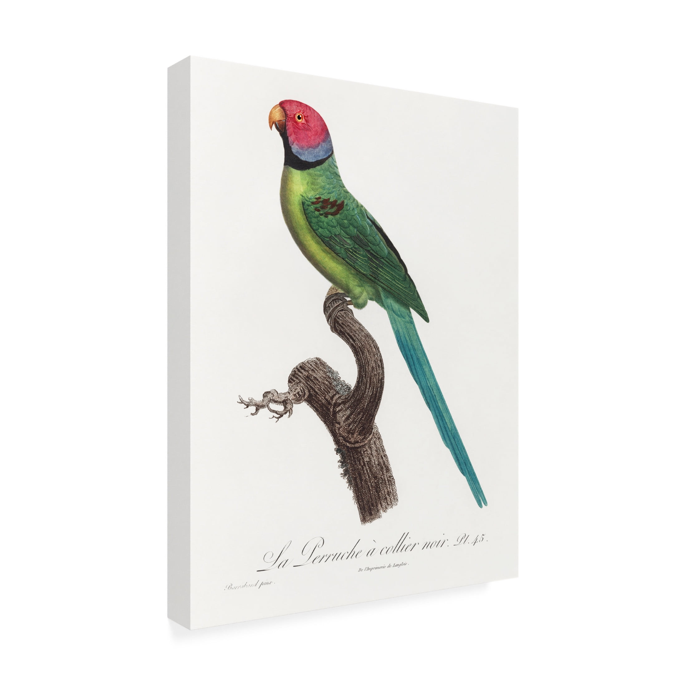 Trademark Fine Art Francois Levaillant Levaillant Parrot VIII Canvas Wall Art