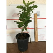 Wax Myrtle live plant 4 inch pot