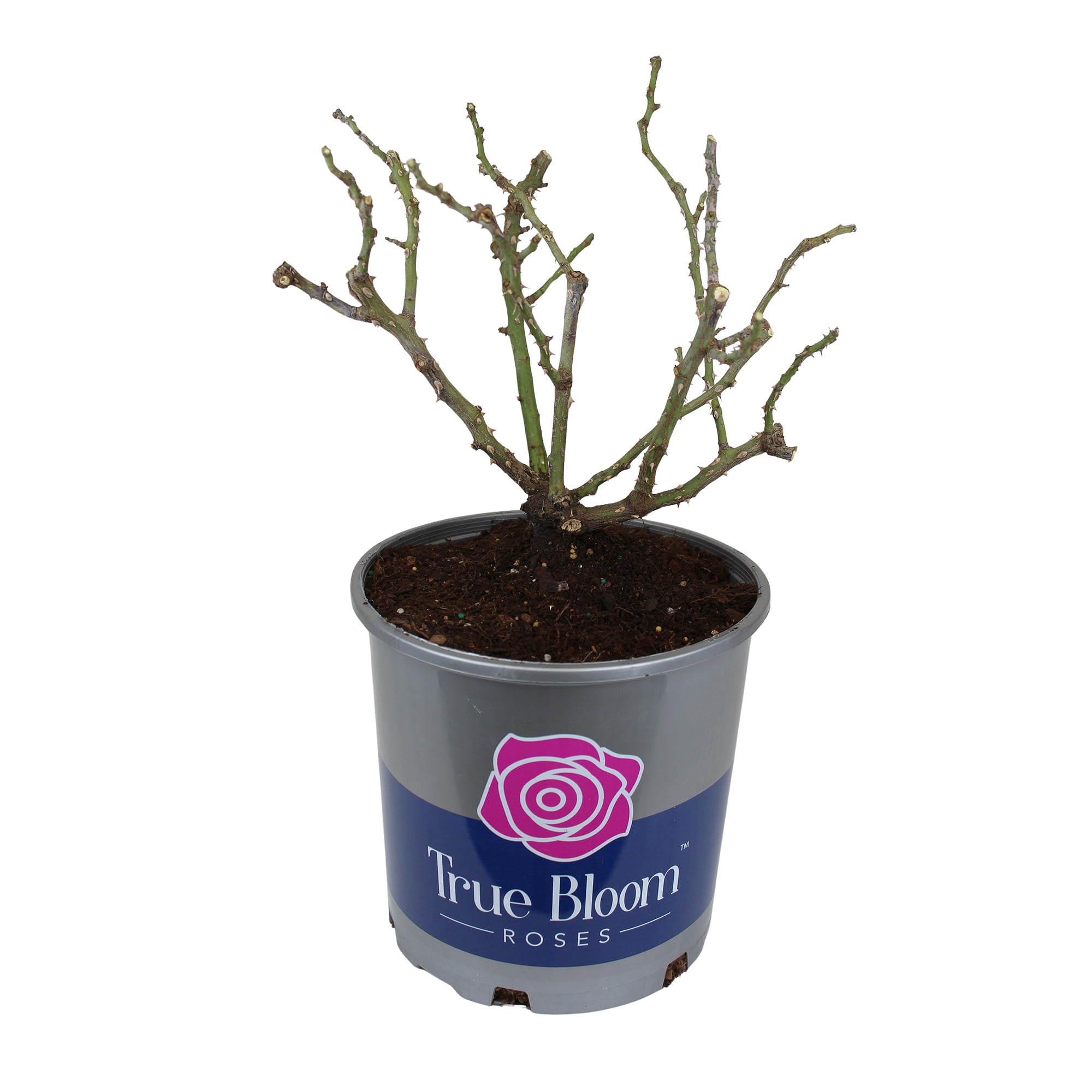 True Bloom by Altman Plants 'True Love' PP28929 Red Rose Bush, 6qt. Pot, Live Garden Roses, Full Sun