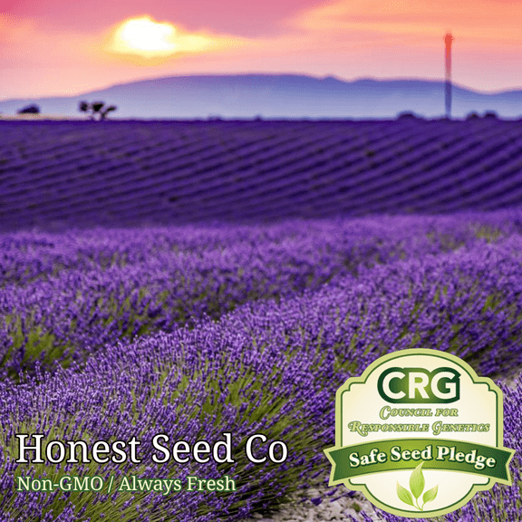 Lavender Seeds - Common English | 800 Non-GMO Garden Seeds