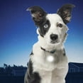 thumbnail image 1 of SpotLit™ Collar Light - Blue, 1 of 3