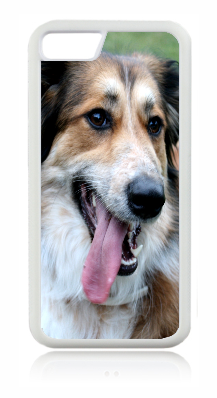 australian shepherd accessories