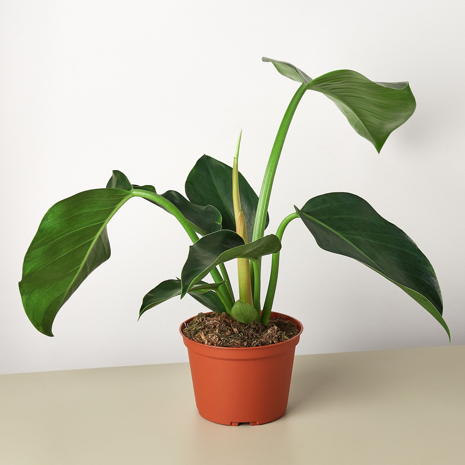 Philodendron Congo Green