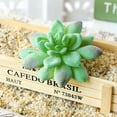 thumbnail image 1 of DIY Artificial Succulent Flocked Plant Fake Cactus Lotus Home Garden Decor, 1 of 1