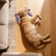 thumbnail image 5 of Almohada para el cuello de mascotas en forma de U, funda de tela desmontable, almohadilla ergonómica relajante para dormir, para gatos y perros pequeños y medianos, descanso para mascotas, 5 of 5