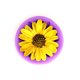 thumbnail image 5 of Molde de silicona para pasteles con forma de girasol, apto para uso alimentario - antiadherente, reutilizable - para hornear y decorar con fondant, 5 of 8