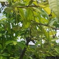thumbnail image 6 of Rollinia TREE GRAFTED (2-4 Feet Tall). SHIP TO ALL STATES, 6 of 6