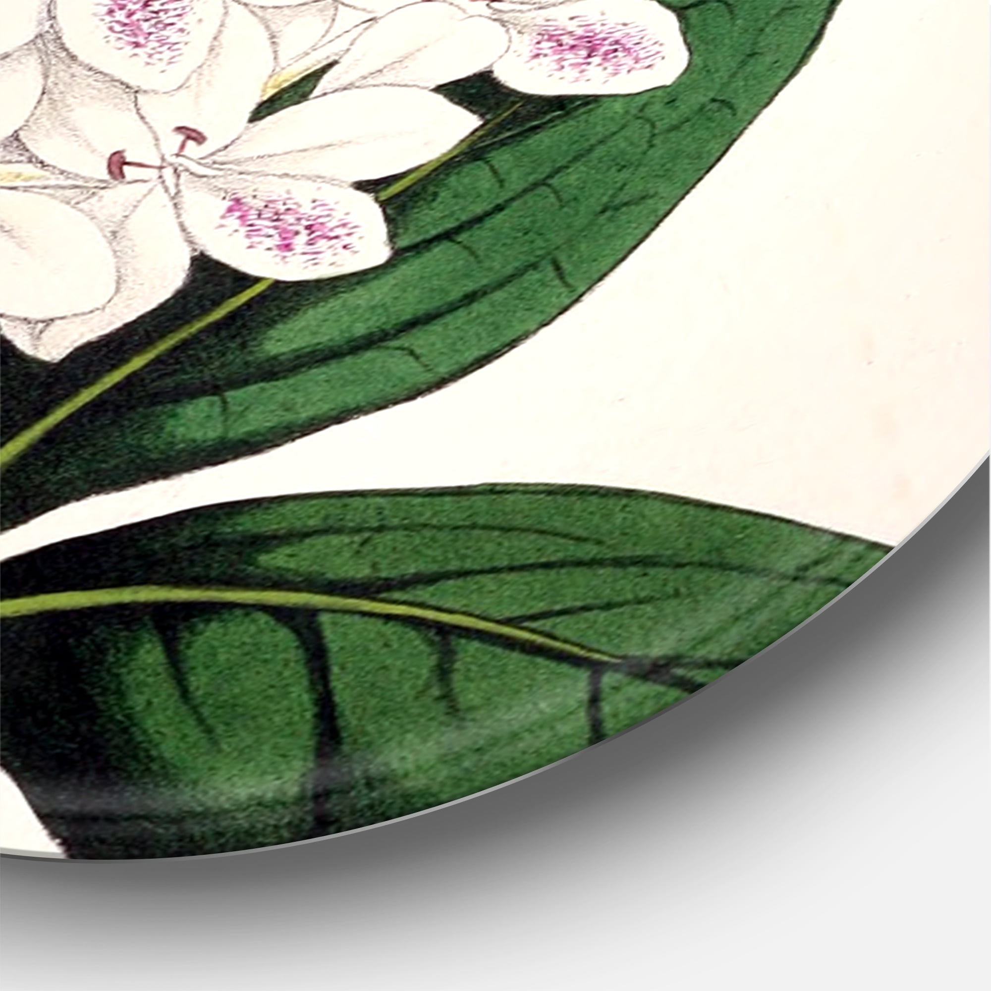 Designart 'Ancient White Orchid III' Traditional Circle Metal Wall Art 11x11 - Disc of 11