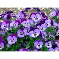 thumbnail image 2 of Penny Denim Jump Up Violet - Quart Pot - Viola -  Perennial, 2 of 4