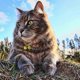 thumbnail image 3 of 2 Extra Loud Cat Dog Bells | Pet Tracker | Save Birds Wildlife, 3 of 5