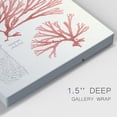 thumbnail image 4 of Vintage Coral Study I Premium Gallery Wrapped Canvas - Ready to Hang - 18 x 27 Each, 4 of 10