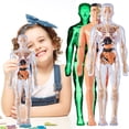 thumbnail image 4 of Transparent Human Body Torso Model with Removable Organs - 29 Piece 3D Anatomy Learning Kit with Skeleton Structure and Instructions, 4 of 9