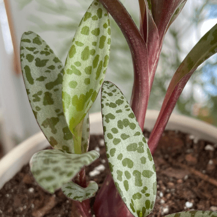 Silver Squill, Ledebouria Socialis, Leopard Lily, Small House Plant, Live Plant in 2.5" Pot