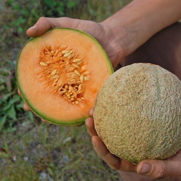 HJADGG Cantaloup Délicieux 51 Melon 20-25 Graines Variété Patrimoniale