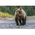 thumbnail image 2 of Jones, Adam 14x11 Black Ornate Wood Framed with Double Matting Museum Art Print Titled - Grizzly bear-Lake Clark National Park and Preserve-Alaska, 2 of 4