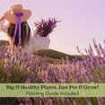 thumbnail image 2 of Hidcote Lavender | Two Live Herb Plants | Non-GMO, English Lavender, Compact, 2 of 10
