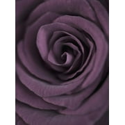 Deep Purple Rose Flower Close-up Photo Print Wall Art By Clive Nichols