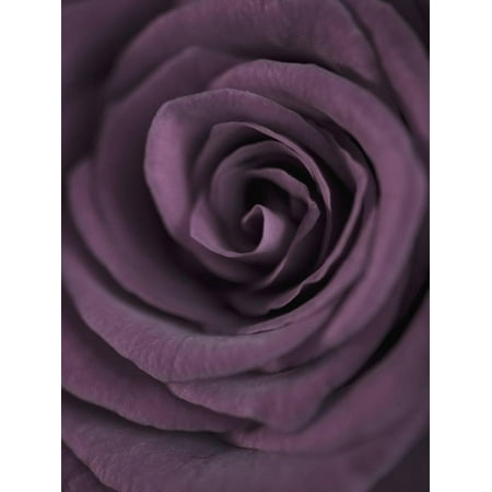Deep Purple De Rose - Deep Purple Rose Flower Close-up Photo Print Wall Art By Clive Nichols