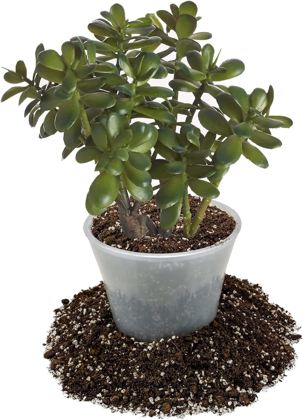 Premium Potting Soil Mix for Jade  - 10 Quart - A Perfect Combination of Organic Ingredients for Strong and Healthy Growth (2 Bags of 5 Quart)
