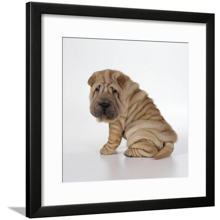 Shar Pei Pug - Shar Pei Puppy, Side-View Framed Print Wall Art
