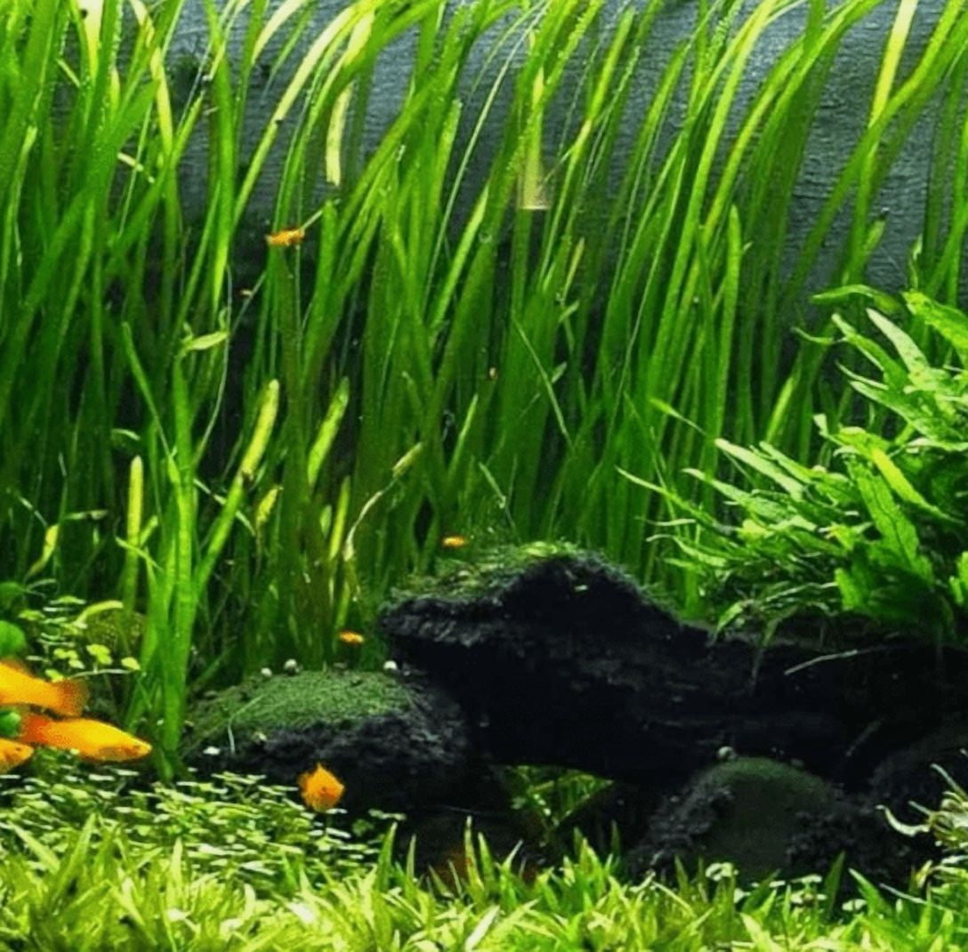 Vallisneria Live Aquarium Plant – Freshwater Aquatic Grass Plant for Fish Tanks & Aquascaping