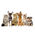 thumbnail image 2 of Group Cats and Dogs Wall Mural Decal by Wallmonkeys Vinyl Peel and Stick Graphic (36 in W x 20 in H), 2 of 4