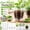 Clear Plastic Plant Pots D, variant on Clear Plastic Plant Pots with Drainage Holes and Saucers, Transparent Nursery Seed Starting Pots with Drainage Trays for Indoor Outdoor Gardening, Succulent and Herb Growing 7 Inch