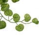 thumbnail image 2 of KAKOWELY Guirnalda de hojas artificiales de manzano silvestre de 2 m para interiores, decorativa para patio (verde), 2 of 4